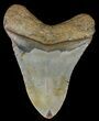 Megalodon Tooth - North Carolina #67130-1